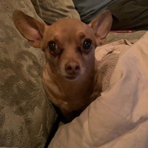 Meet your Posher, Anne